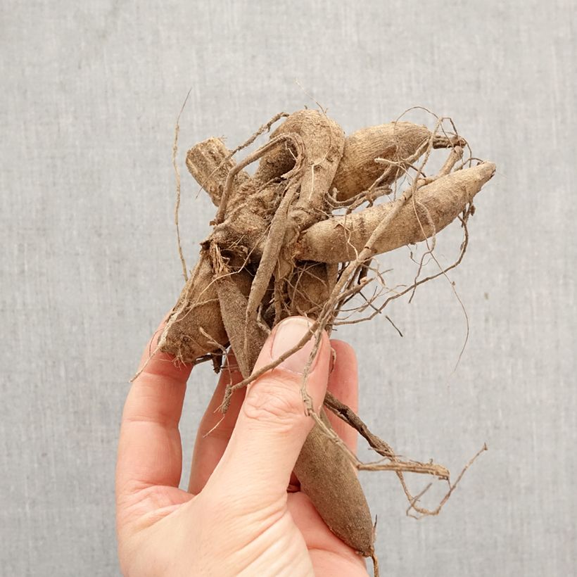 Exemplaar van Dahlia décoratif Mrs Eileen Bol kaliber I zoals geleverd in de lente