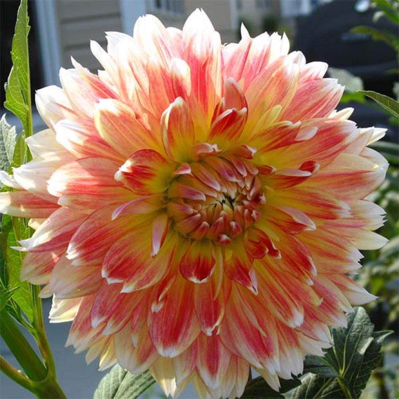 Dahlia Peaches and Cream - decoratieve dahlia (Flowering)