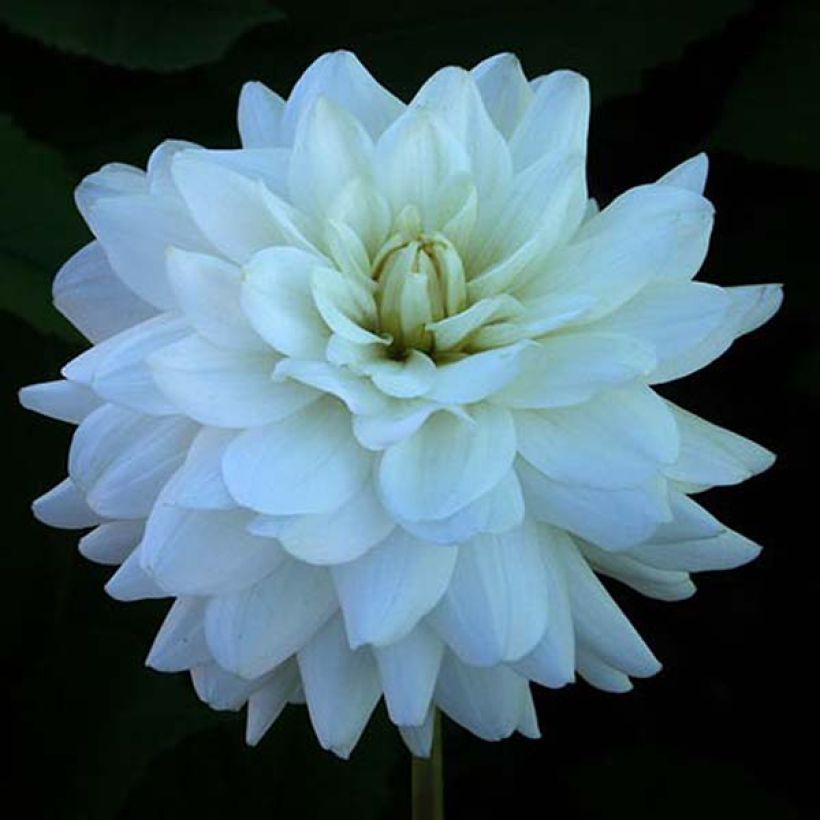 Dahlia Snowstorm - decoratieve dahlia (Bloei)