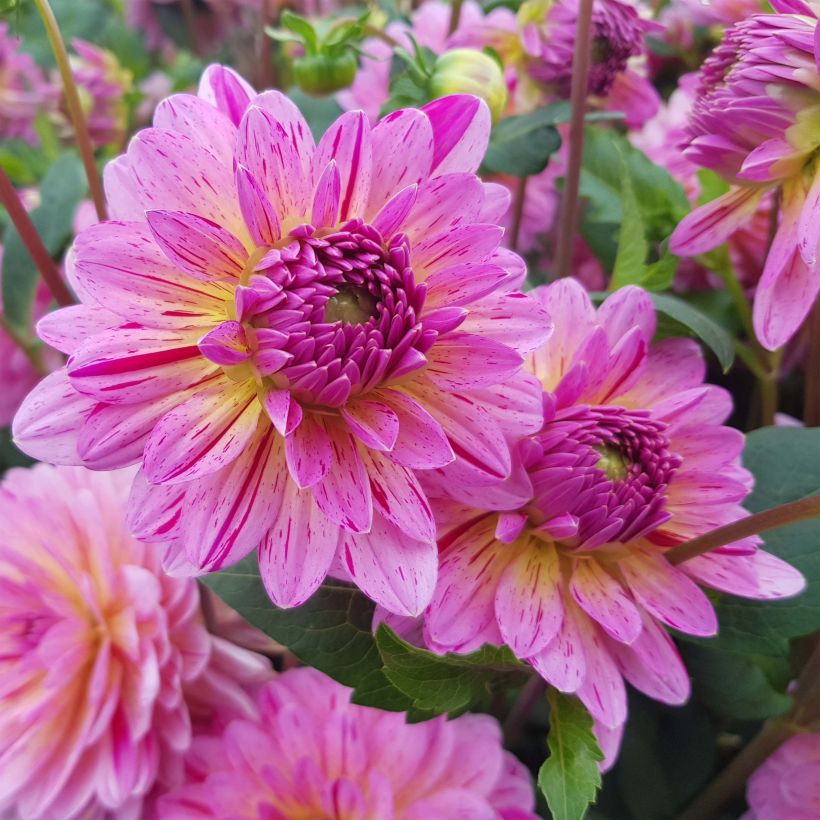 Dahlia Tropical - decoratieve dahlia (Flowering)