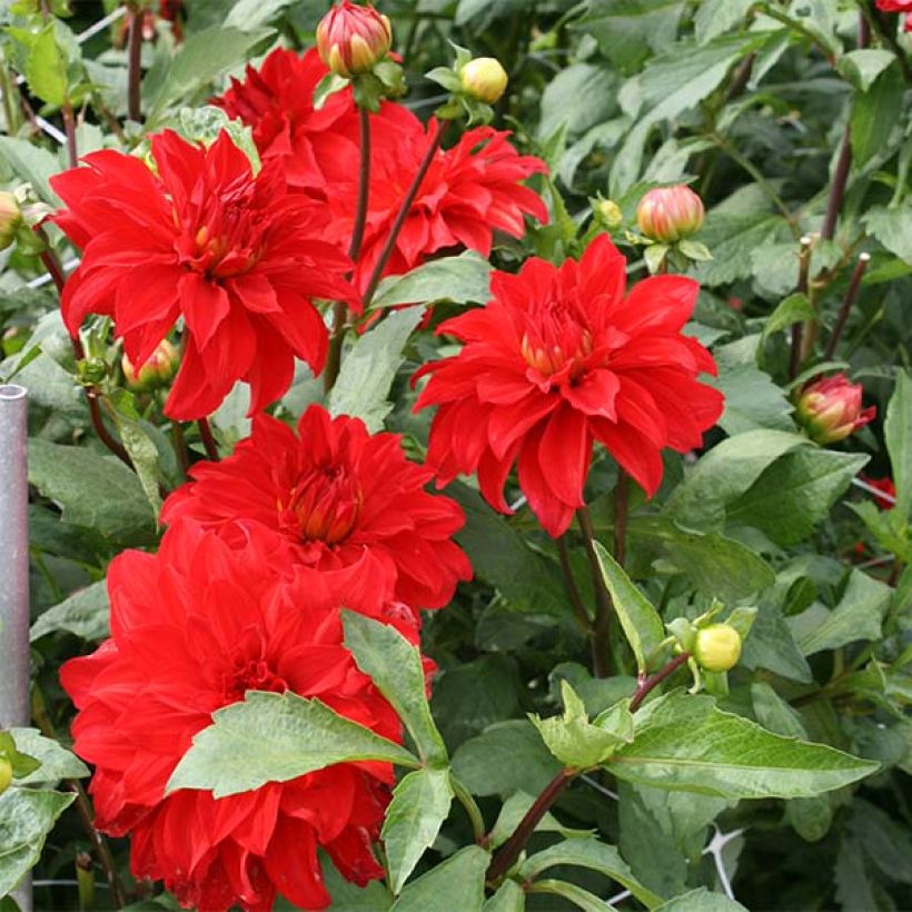 Dahlia Barbarossa - grootbloemige dahlia (Bloei)