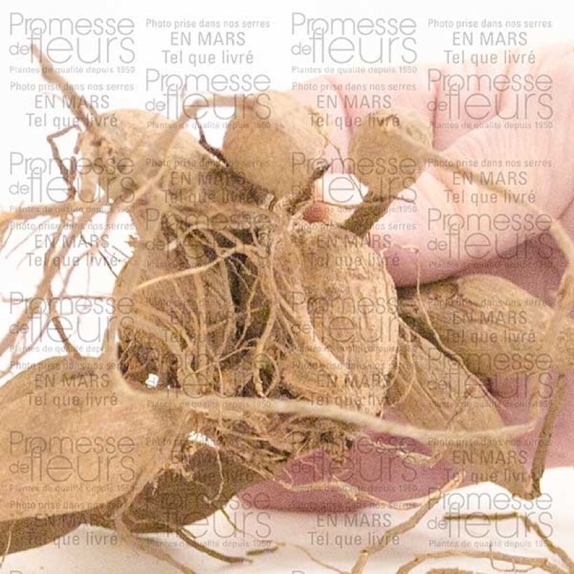 Voorbeeld van een exemplaar van Dahlia Emory Paul - grootbloemige dahlia Bol kaliber I zoals geleverd