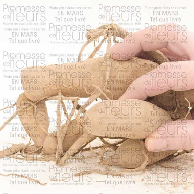 Example of Dahlia Géant Gitt's Perfection Bol size I as you get