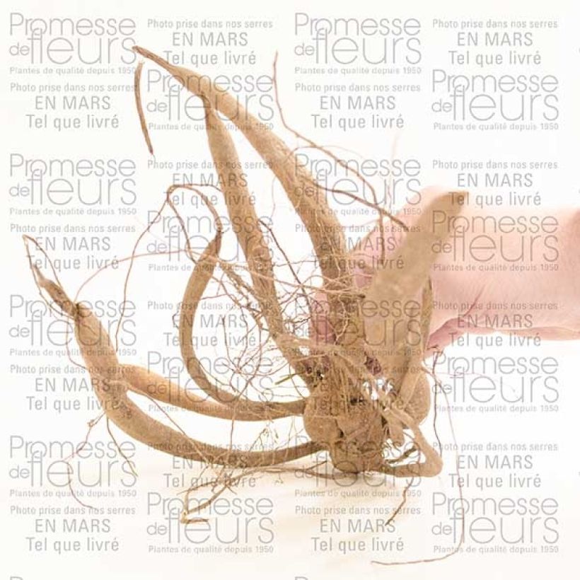 Example of Dahlia imperialis - Dahlia impérial Bol size I as you get