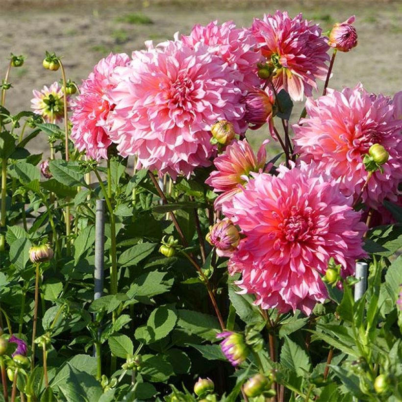 Dahlia Islander - grootbloemige dahlia (Plant habit)