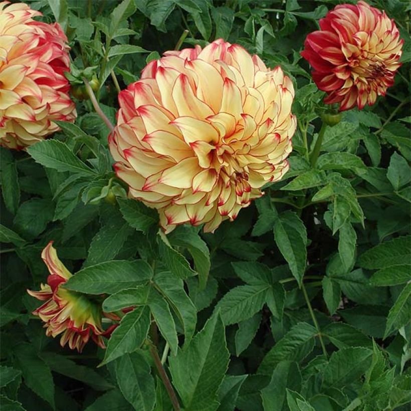 Dahlia Lady Darlene - grootbloemige dahlia (Plant habit)