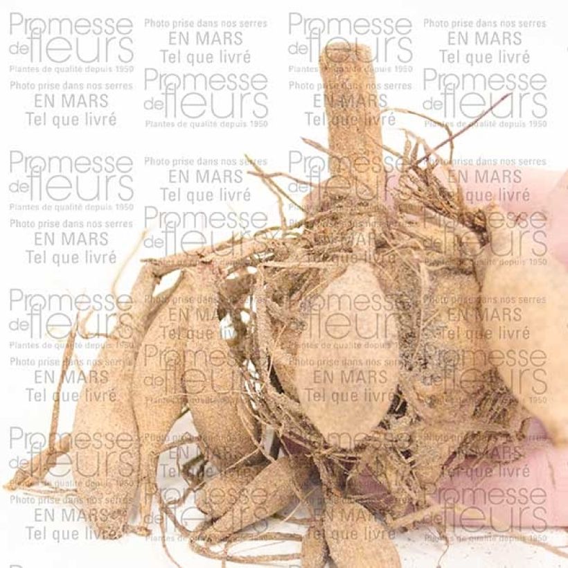 Voorbeeld van een exemplaar van Dahlia Lady Liberty - grootbloemige dahlia Bol kaliber I zoals geleverd