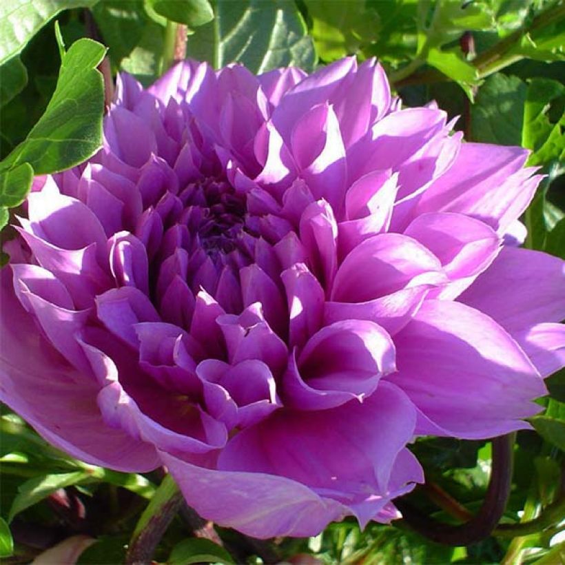 Dahlia Lilac Time - grootbloemige dahlia (Flowering)