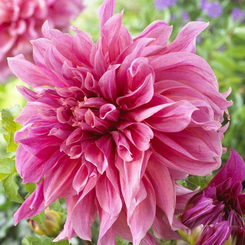 Dahlia Maki - grootbloemige dahlia (Flowering)