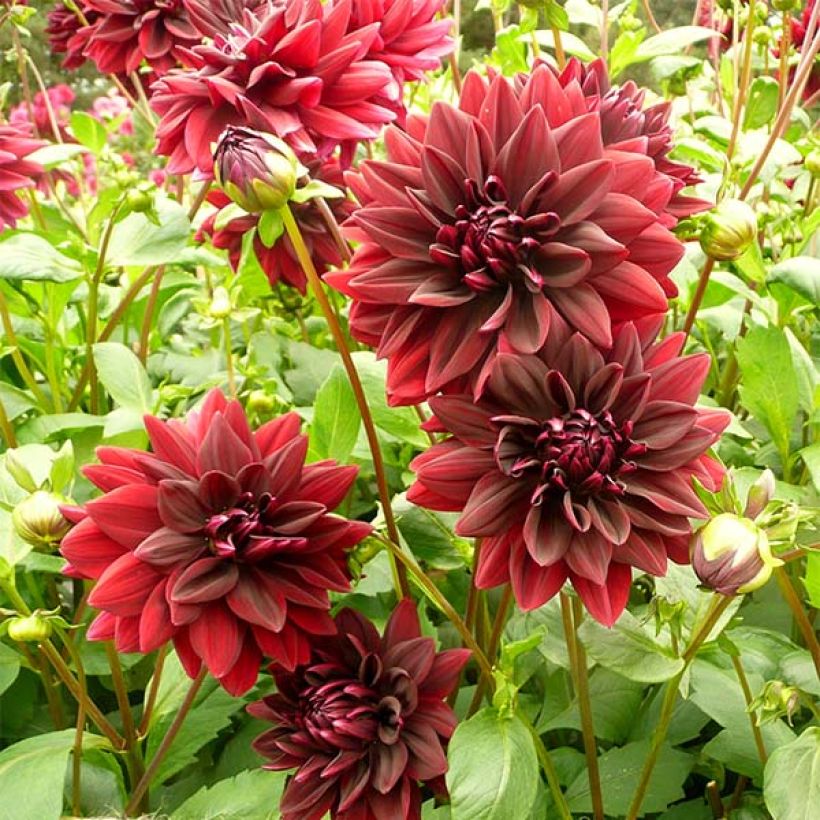 Dahlia Sam Hopkins - grootbloemige dahlia (Flowering)