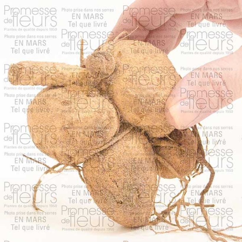 Voorbeeld van een exemplaar van Dahlia Girafe - decoratieve dahlia Bol zoals geleverd