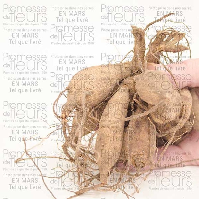 Example of Dahlia Happy Single Juliet Bol size I as you get