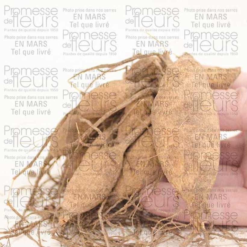 Example of Dahlia Happy Single Kiss - donkerbladige dahlia Bol size I as you get