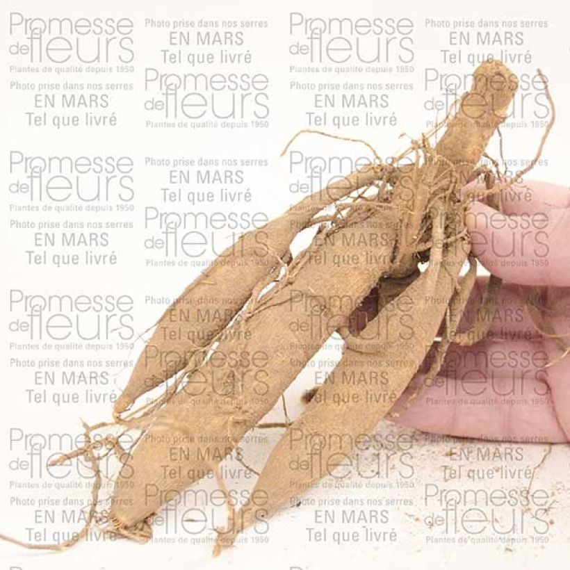 Example of Dahlia Happy Single Princess Bol size I as you get