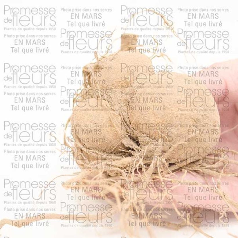 Example of Dahlia Happy Single Romeo - donkerbladige dahlia Bol size I as you get