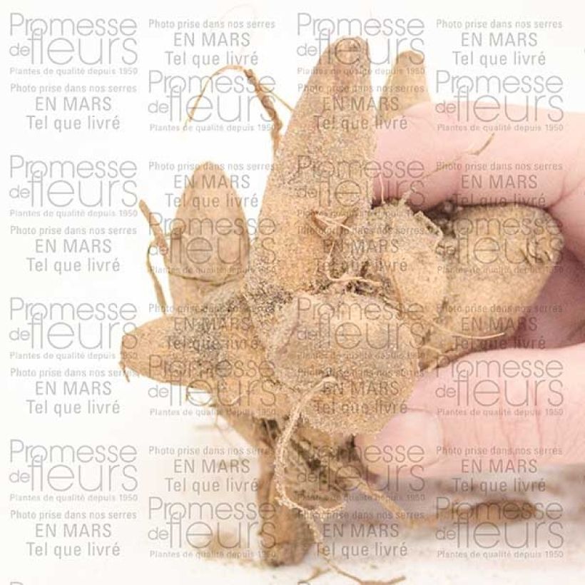 Example of Dahlia anémone Honey Bol size I as you get