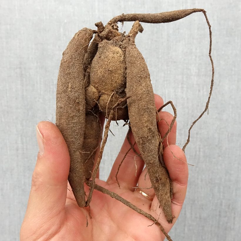 Example of Dahlia Mini-Balles Babette Bol size I as you get in printemps