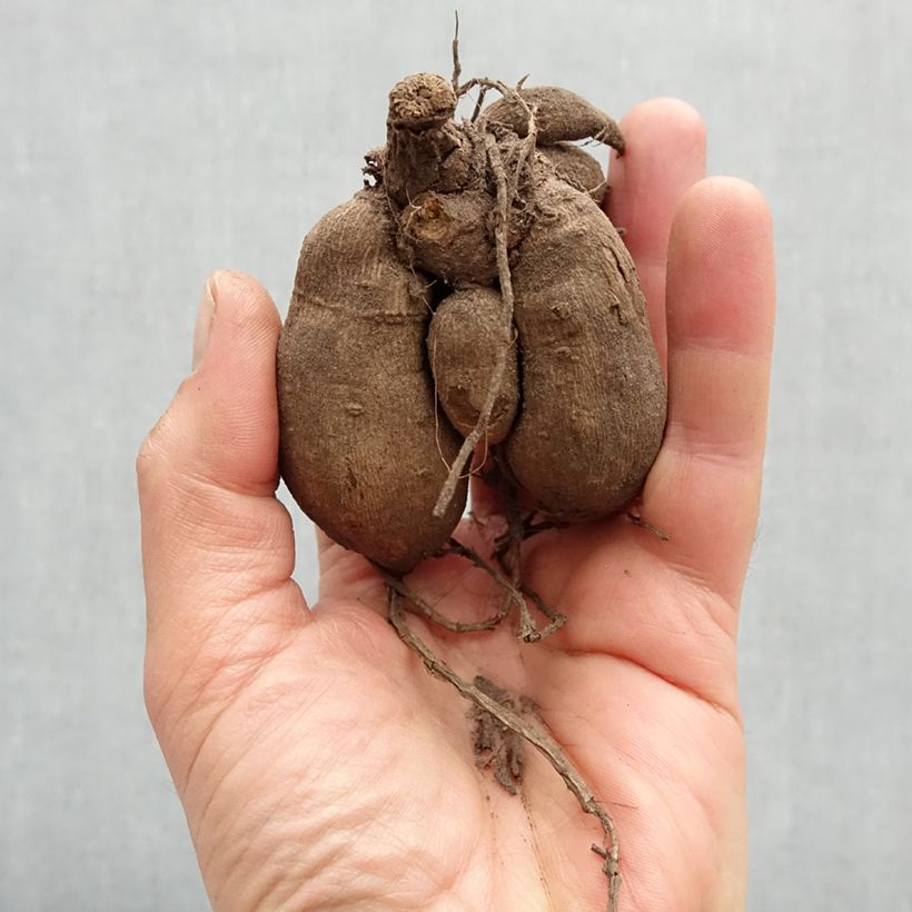 Exemplaar van Dahlia Delighing Glow - dwergdahlia Bol zoals geleverd in de lente