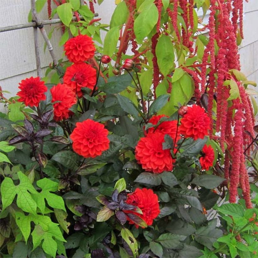 Dahlia Ellen Houston - dwergdahlia (Plant habit)