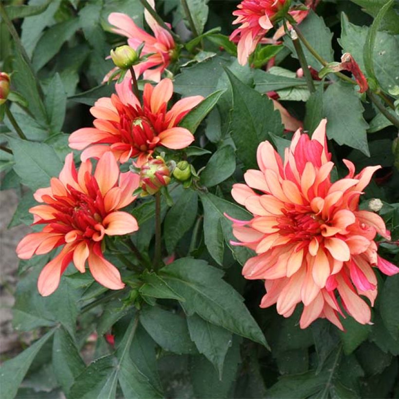 Dwergdahlia Gallery Art Deco - perkdahlia (Flowering)