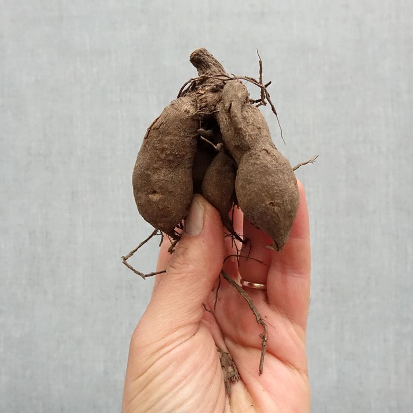 Example of Dahlia nain Gallery Cobra Bol size I as you get in printemps