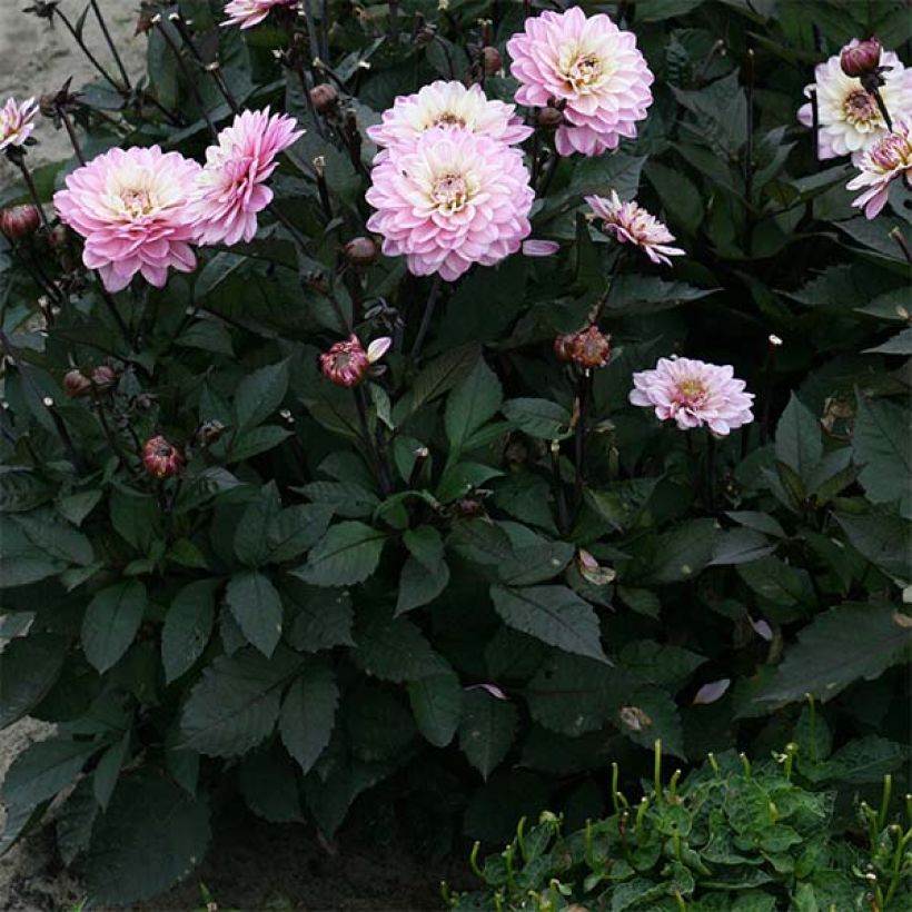 Dahlia Gallery De la Tour - dwergdahlia (Blad)