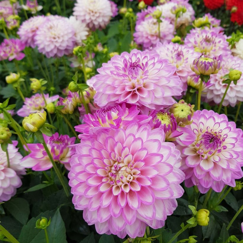 Dahlia Melody Dixie - dwergdahlia (Flowering)