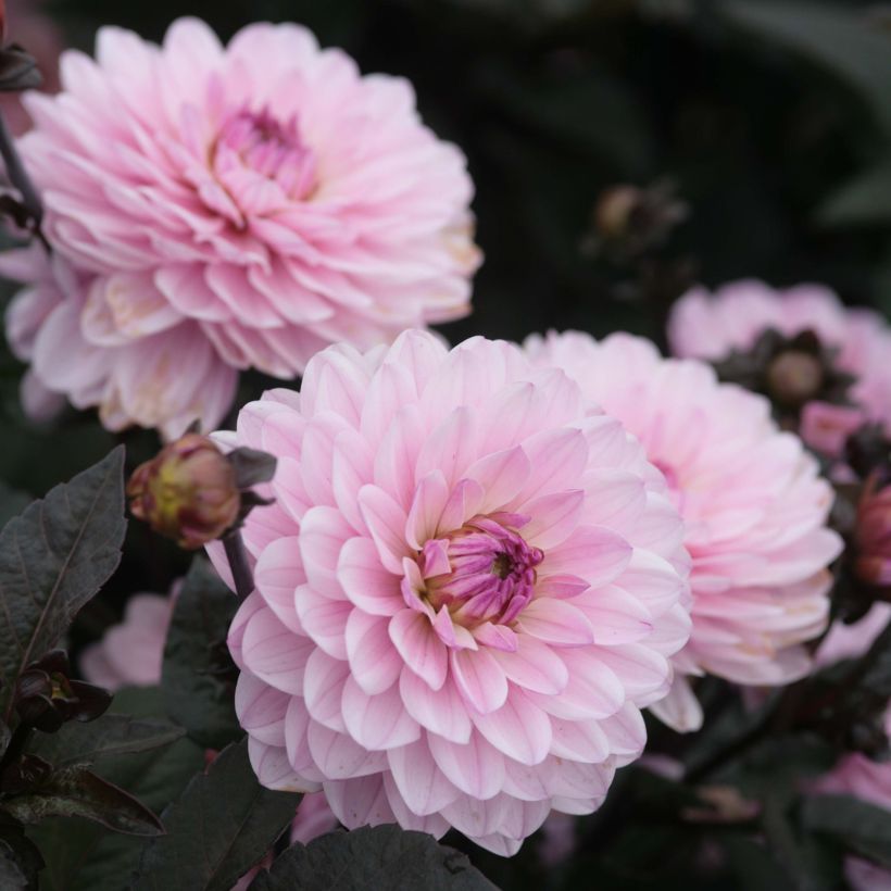 Dwergdahlia Melody Harmony (Flowering)