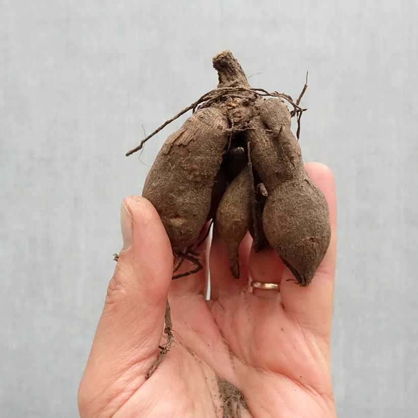 Example of Dahlia nain Sneezy Bol size I as you get in printemps