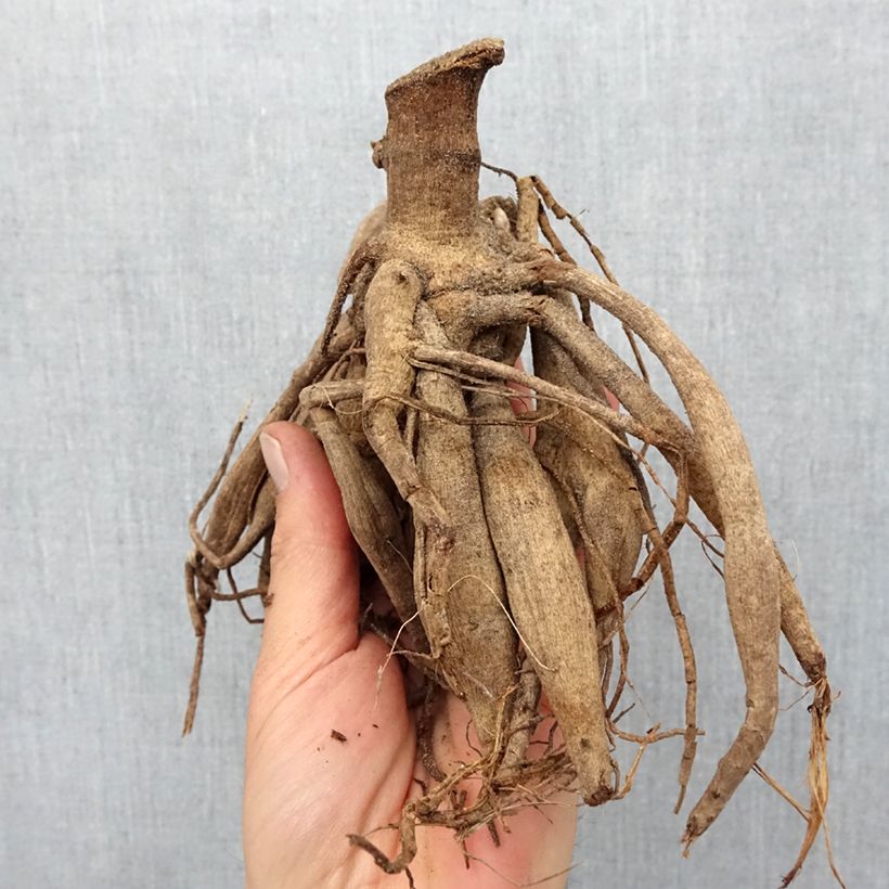 Example of Dahlia paysage Darkarin Bol size I as you get in printemps