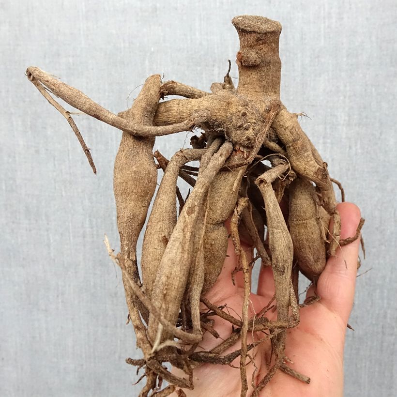 Exemplaar van Dahlia Lucky Stripe - perkdahlia Bol zoals geleverd in de lente