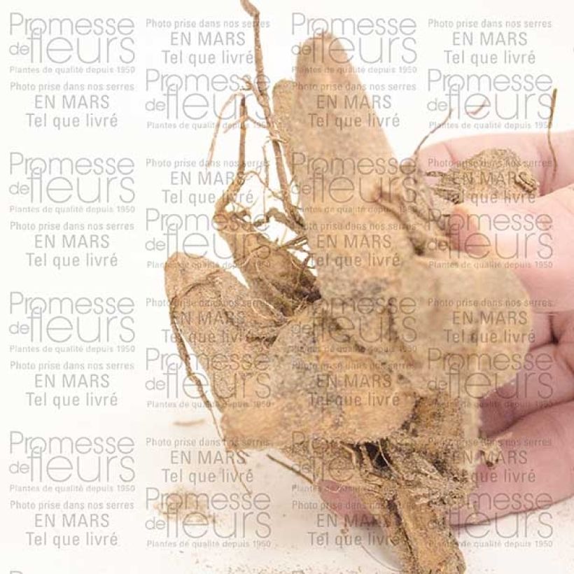 Example of Dahlia Perle d'Heemstede - Waterleliedahlia Bol as you get