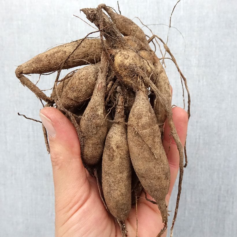 Example of Dahlia Salsa - pompon dahlia Bol size I as you get in printemps