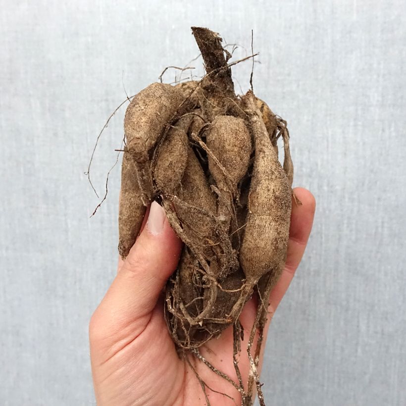 Example of Dahlia Pompon Stolze von Berlin Bol size I as you get in printemps