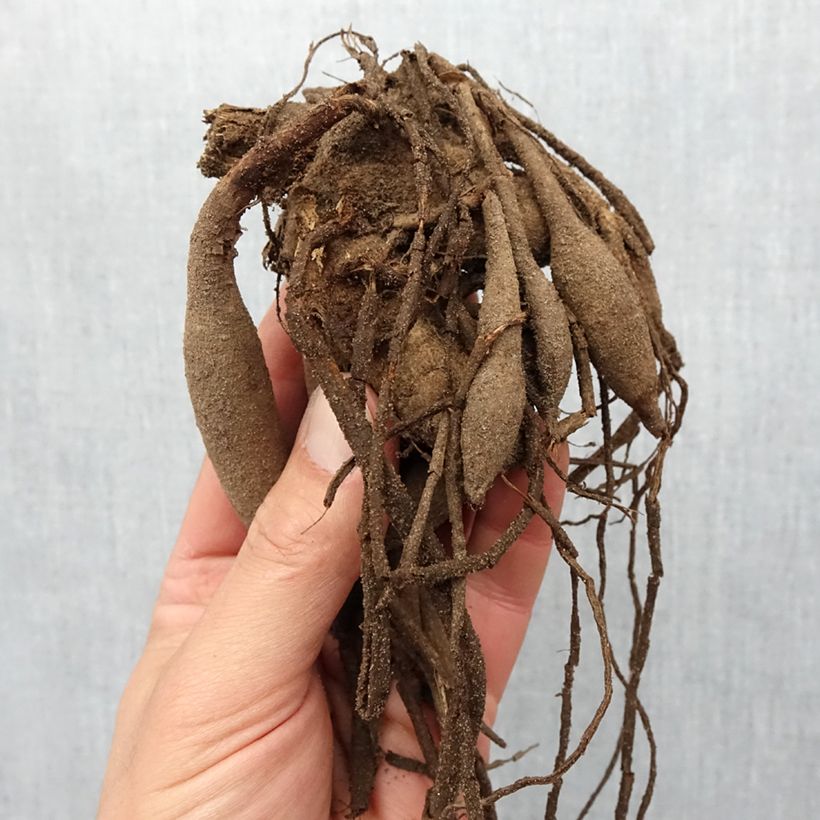 Example of Dahlia semi cactus Misses Dutch Bol Kaliber/Größe I as you get in printemps