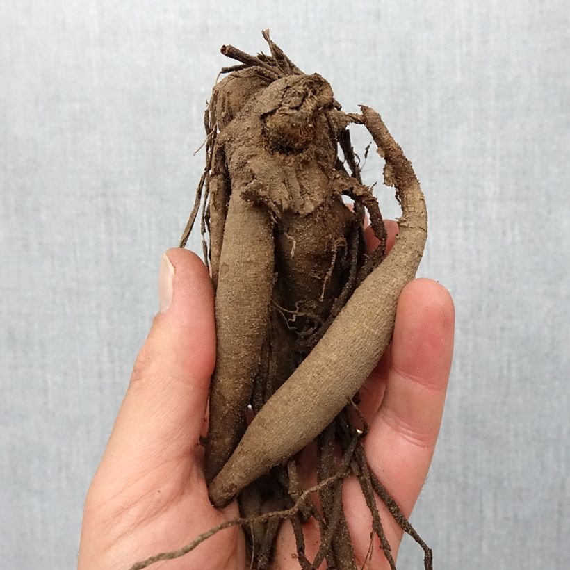 Example of Dahlia Penhill Autumn Shade - Semicactus dahlia Bol size I as you get in printemps