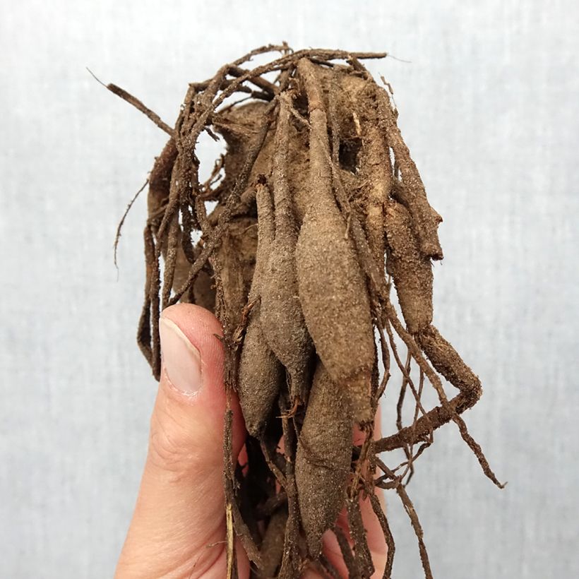 Example of Dahlia Rip City - Semicactus dahlia Bol size I as you get in printemps