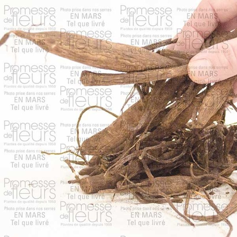 Example of Dahlia Balle Wizard Of Oz Bol size I as you get