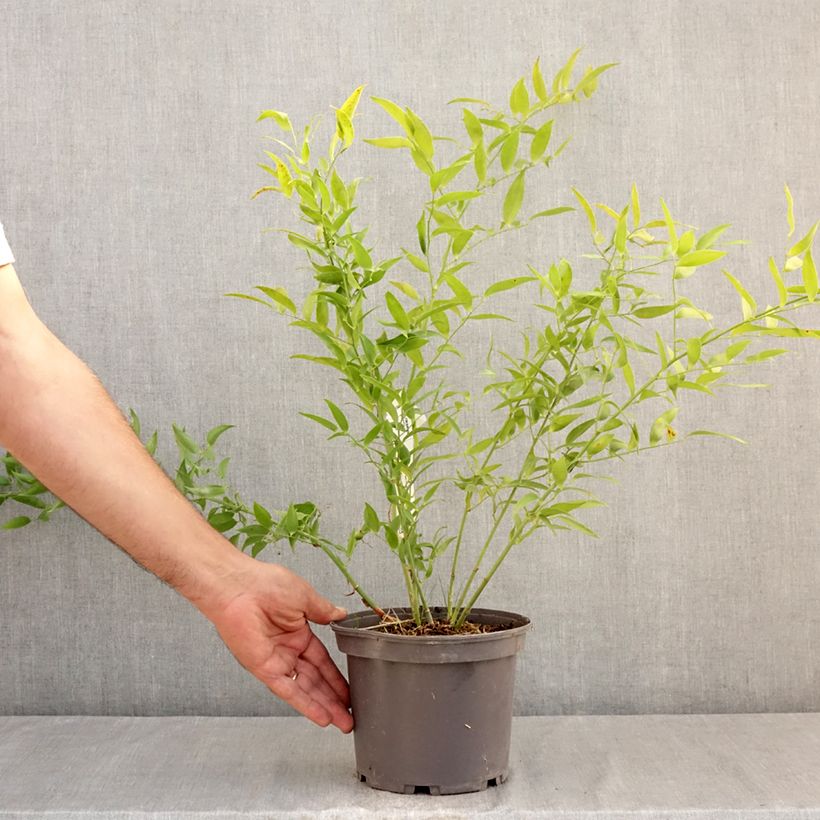 Example of Danae racemosa - Alexandrijnse laurier Pot van 3 l/4 l as you get in ete