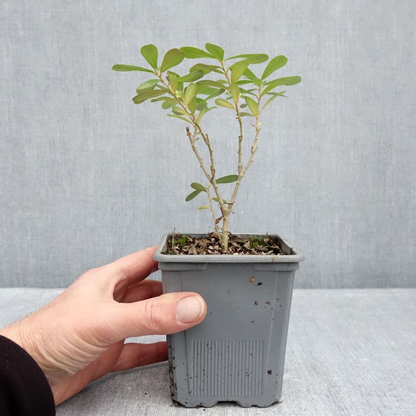 Example of Daphne gemmata Royal Crown Pot van 1 l/1,5 l as you get in hiver