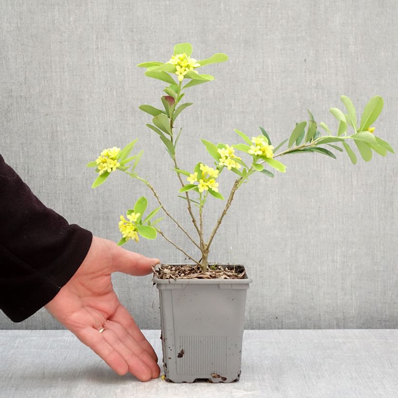 Exemplaar van Daphne gemmata Royal Crown - Peperboompje Pot van 1 l/1,5 l zoals geleverd in de lente