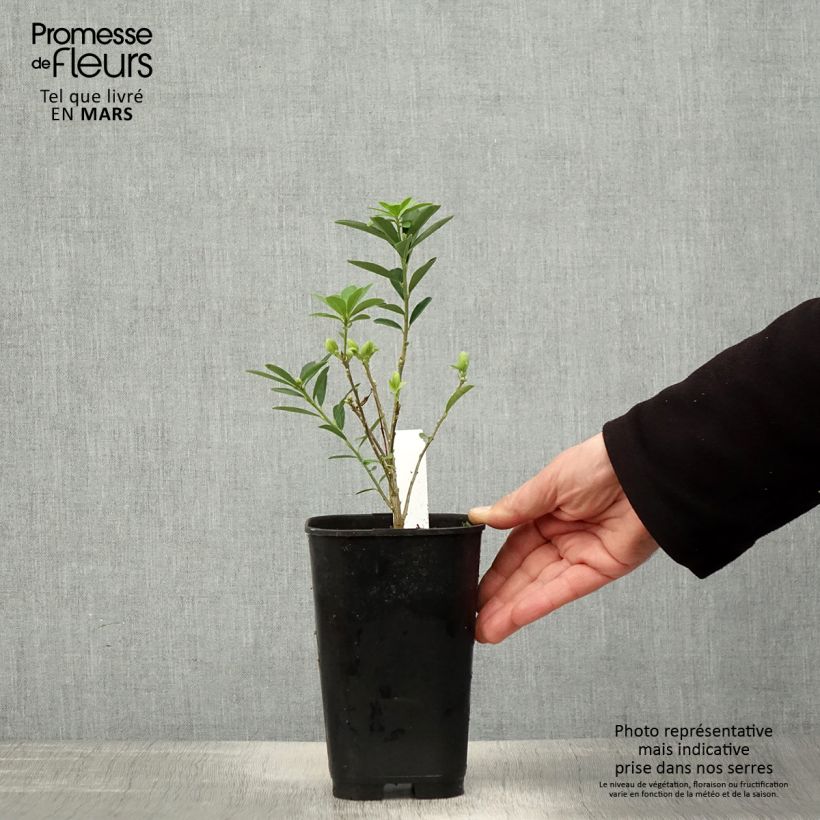 Exemplaar van Daphne gemmata Royal Crown - Peperboompje Pot van 2 l/3 l zoals geleverd in de lente