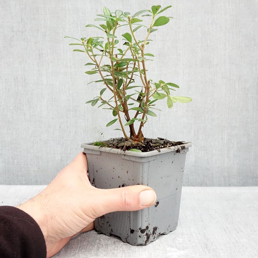 Exemplaar van Daphne Sweetheart - Peperboompje Pot van 1 l/1,5 l zoals geleverd in de herfst