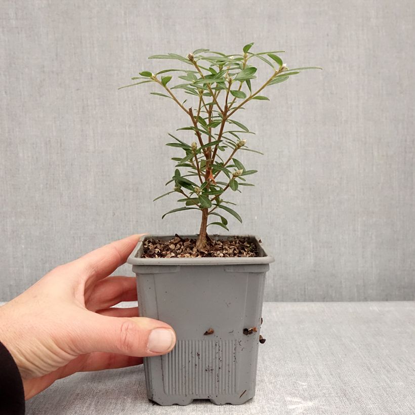 Example of Daphne Sweetheart - Peperboompje Pot van 1 l/1,5 l as you get in hiver