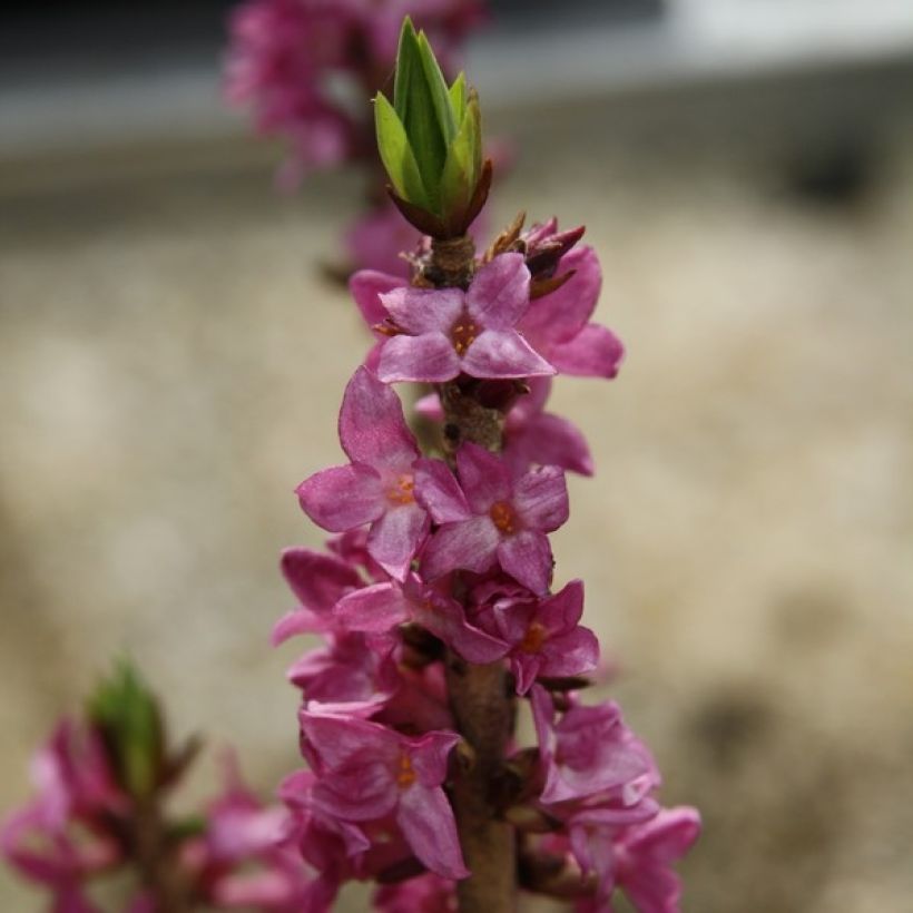 Daphne mezereum rubra - Peperboompje (Bloei)