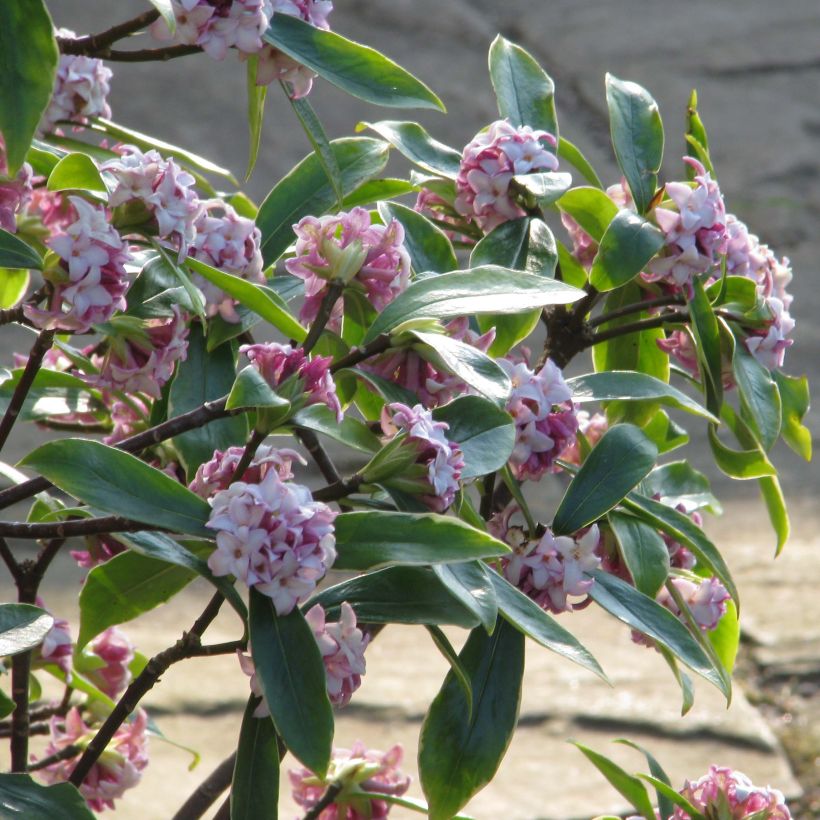 Daphne odora Aureomarginata - Peperboompje (Groeiplaats)