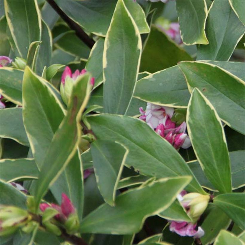 Daphne odora Aureomarginata - Peperboompje (Foliage)