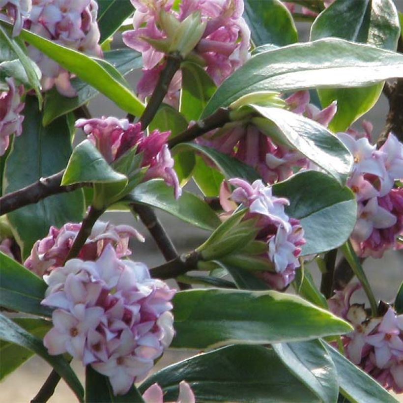 Daphne odora Aureomarginata - Peperboompje (Flowering)