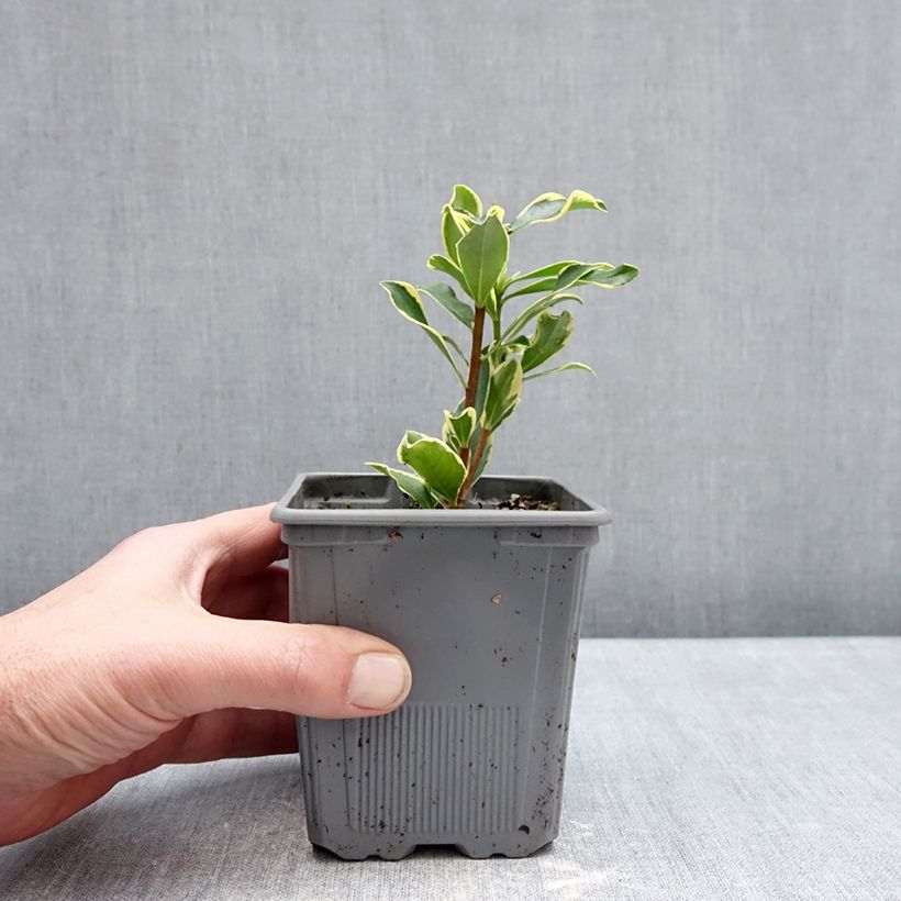 Example of Daphne odora Rogaldor - Peperboompje Pot van 1 l/1,5 l as you get in hiver