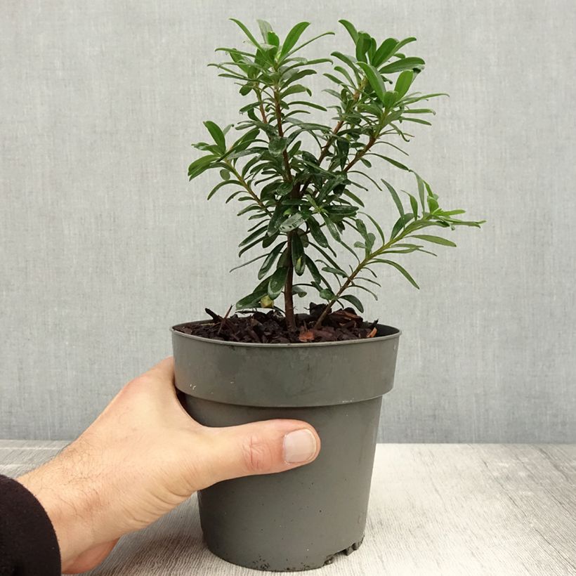 Exemplaar van Daphne Eternal Fragrance - Peperboompje Pot van 1 l/1,5 l zoals geleverd in de herfst